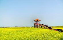 荆门沙洋油菜花节