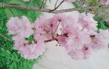 中共中央西北局岷州会议纪念馆(...