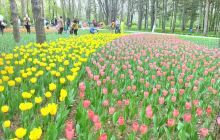 黑龙江省森林植物园