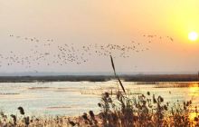 泗洪洪泽湖湿地