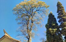 金钟山森林公园