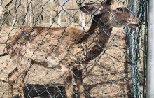 观光车太阳石广场.极地馆站