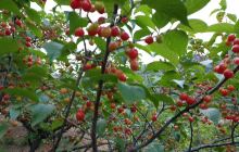 大连金普新区铭湖度假区炮台保安...