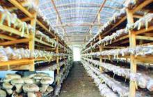 香菇城（庆元）