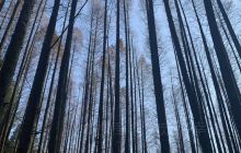 山王坪银杏林场