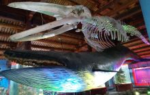 莆田湄洲岛海洋馆