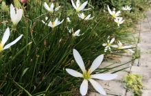 韩国炸鸡明寺洞