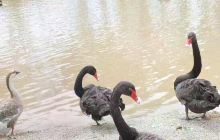 珠海一棵树休闲农庄