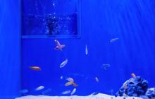 萌宠奇缘室内主题动物园