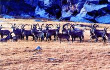 拜城县国际狩猎场