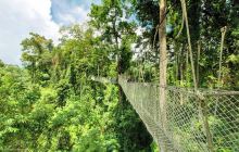 西双版纳野象谷景区-高架栈道