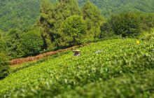贵州湄潭象山茶博公园