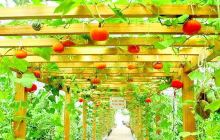 北大荒现代农业园