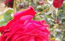 普兰店市博物馆