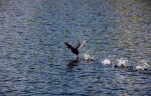 富锦国家湿地公园