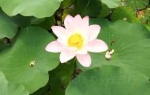 保定白洋淀荷花大观园国家5A景区