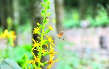 白云山森林氧吧游览区