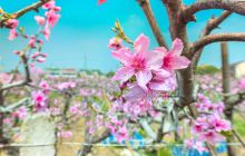 阳山桃园农家乐