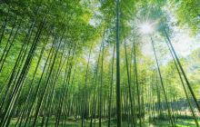 太华山省级森林公园