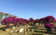 芷欣园世纪花海