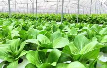 顺德鱼果生态园