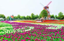 东西湖郁金香主题公园