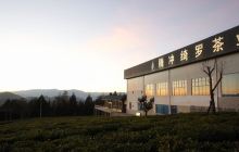 绮罗茶业清水庄园