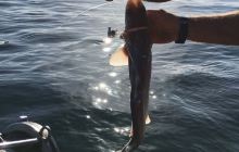 百福湾出海观光海钓浮潜