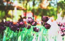 郁金香主题花园