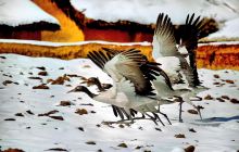 大山包黑颈鹤自然保护区