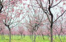 天适樱花悠乐园