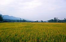 阳新薰衣紫草主题庄园