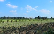 朱仙镇紫海薰衣草庄园