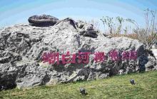 潮白河樱花公园