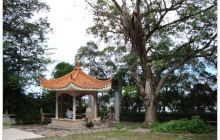 潮州金山古松