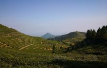 羊岩山茶文化园景区