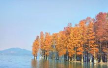 四明湖水杉湿地