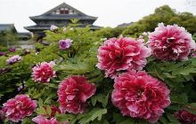 花田厝鲜花艺术小镇