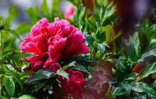 乾陵大唐牡丹园