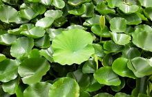 李村河生态全景示范园