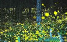 萤火虫主题公园