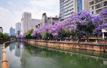 蓝花楹主题公园