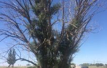 大水坑镇中心广场