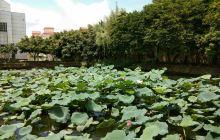 桑基鱼塘生态农业体验区