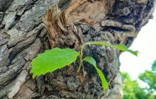 林州中华板栗公园