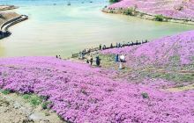 雨花谷薰衣草庄园