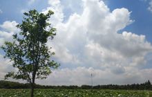 马鸣老街百亩荷花塘