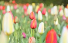 洛阳郁金香牡丹公园