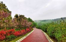 长坡岭森林公园