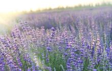 伊帕尔汗薰衣草观光园